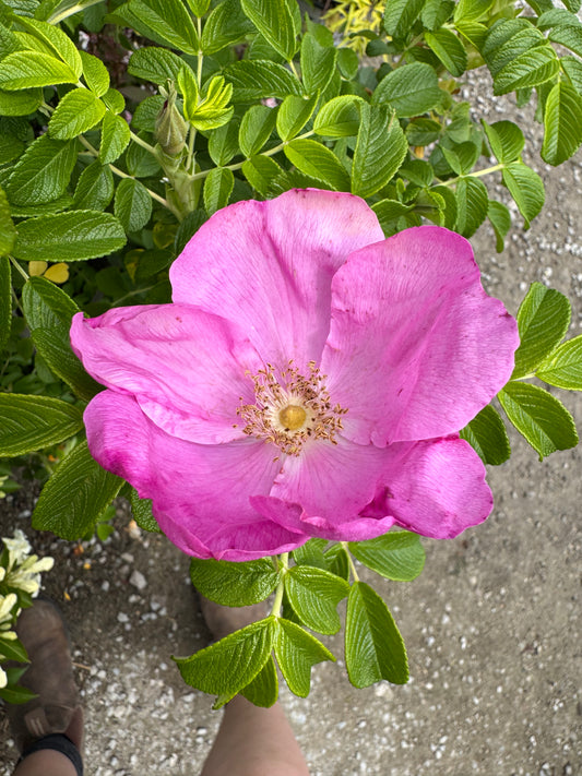 Rugosa Rose Pink