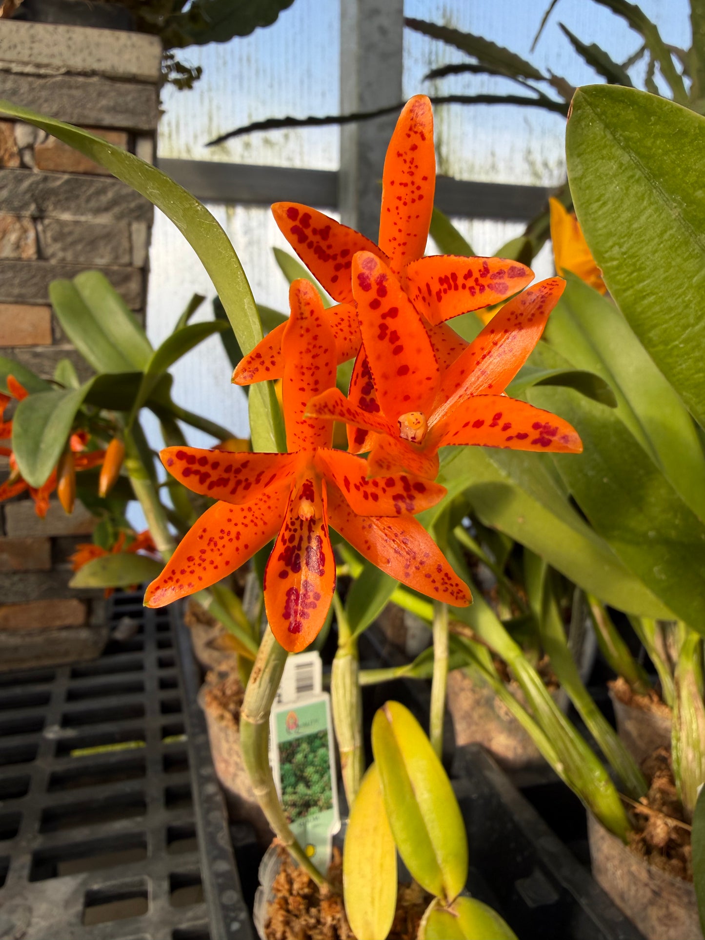 3" Guarianthe aurantiaca 'Mishima Spot' BM/JOGA