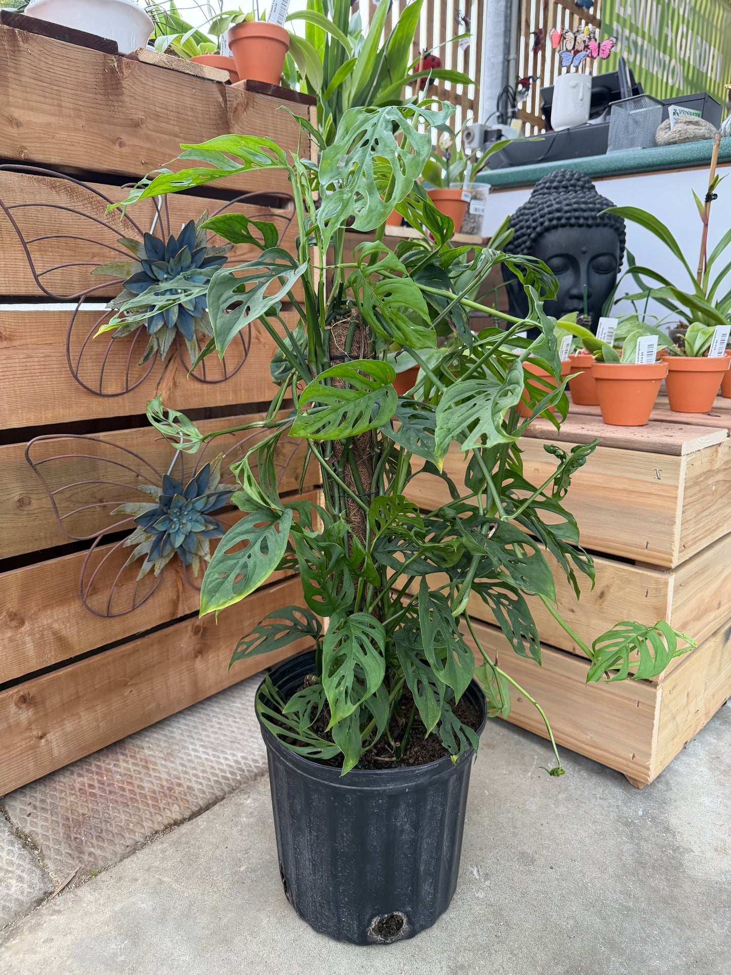 10" Monstera adansonii (trellis)