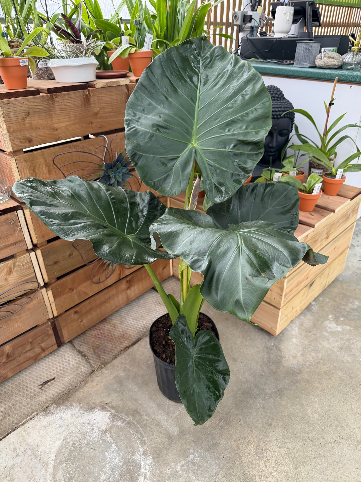10" Alocasia Regal Shield