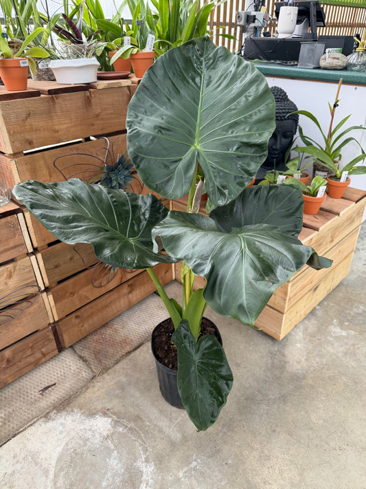 10" Alocasia Regal Shield