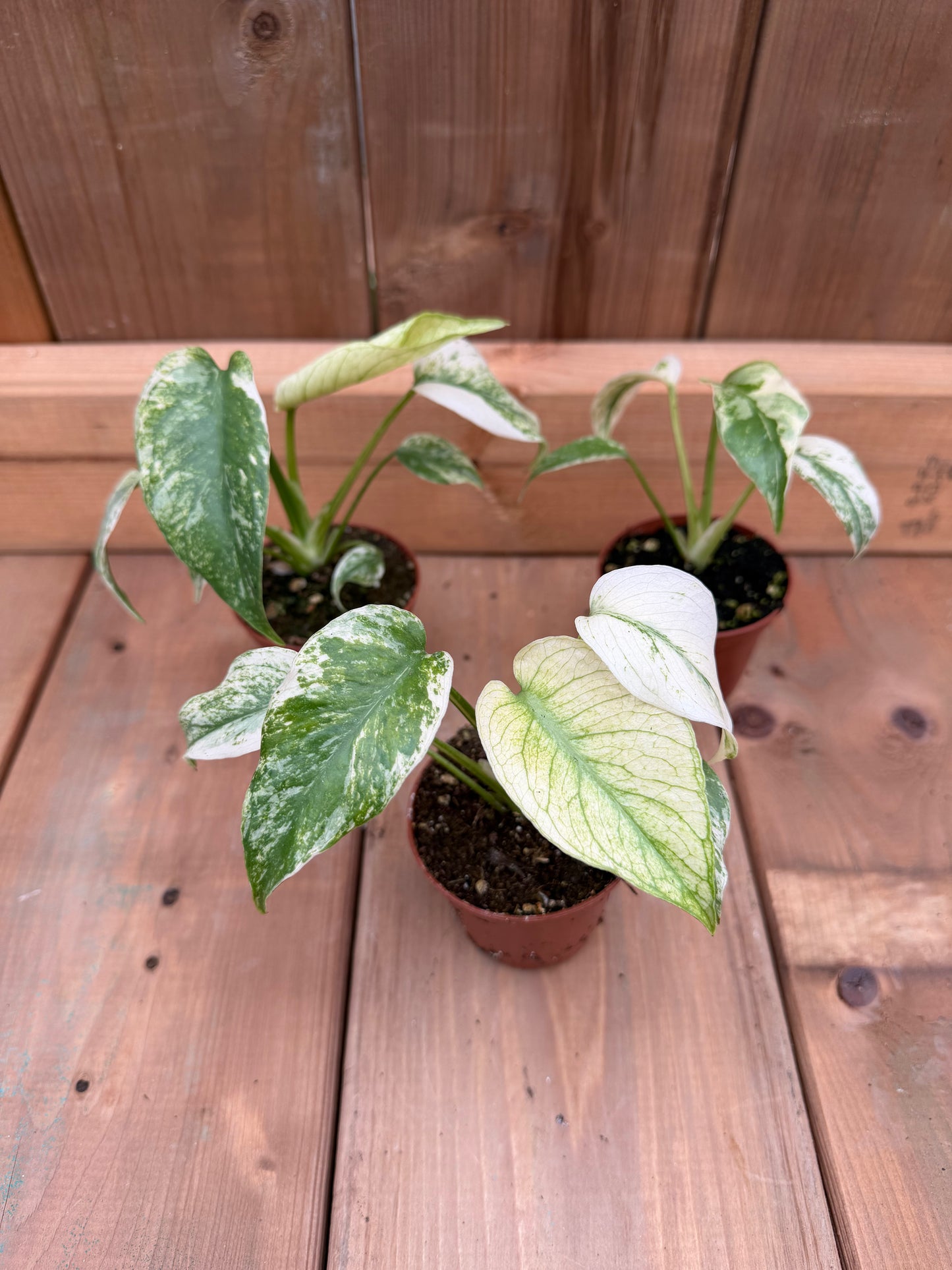 3" Monstera Mint