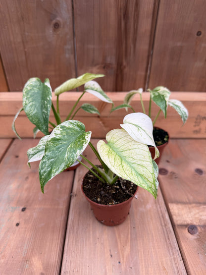 3" Monstera Mint