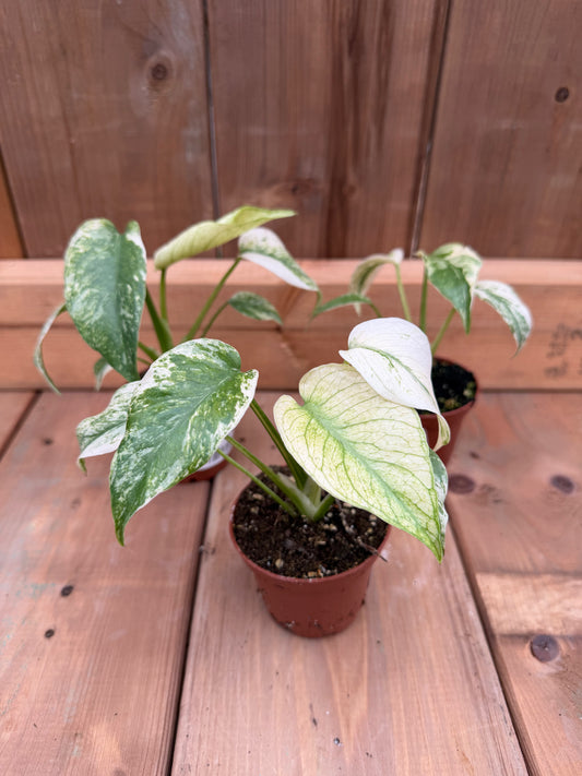 3" Monstera Mint