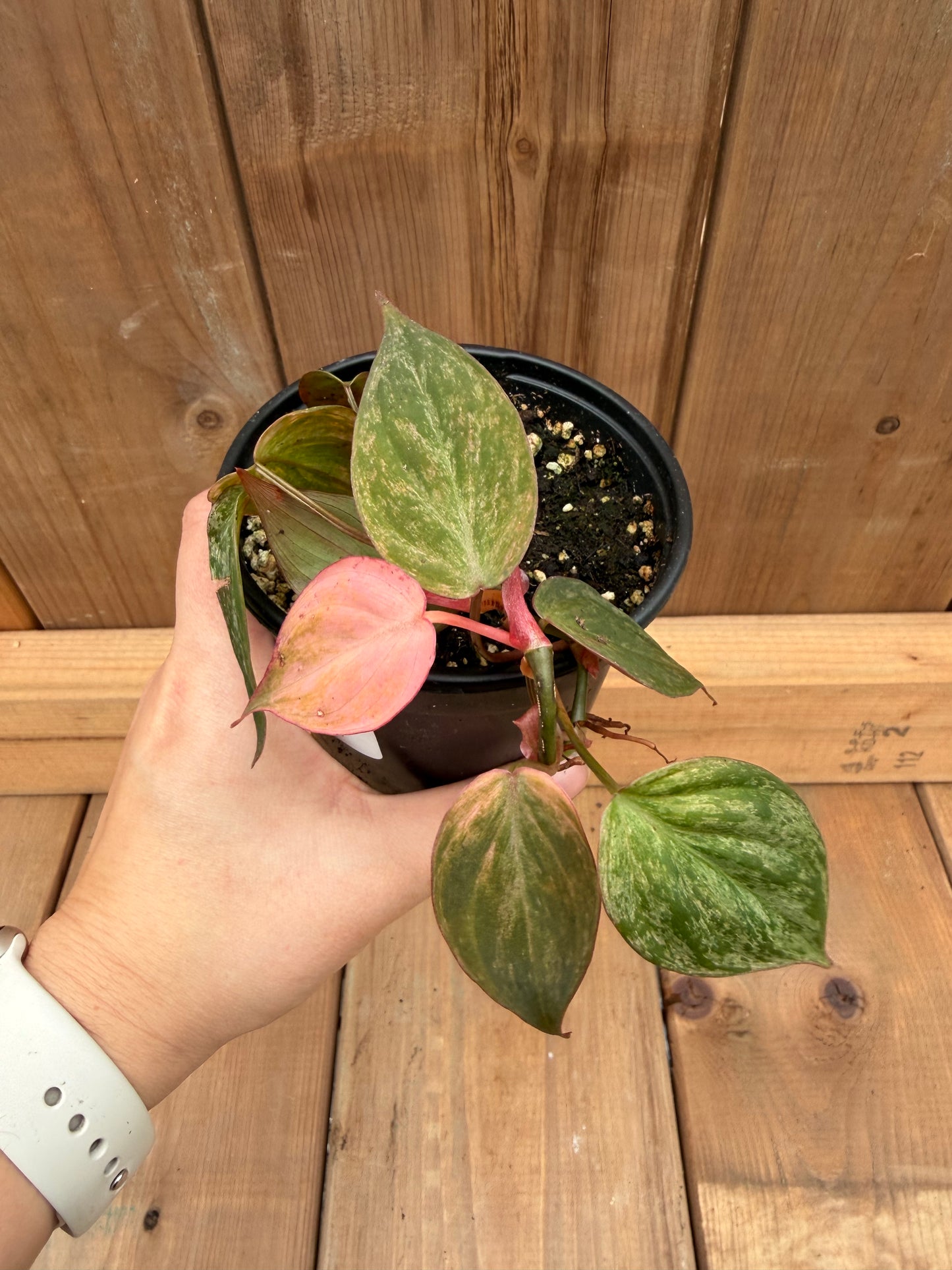 4" Philodendron Pink Micans