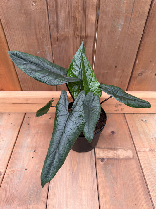 6" Alocasia scalprum