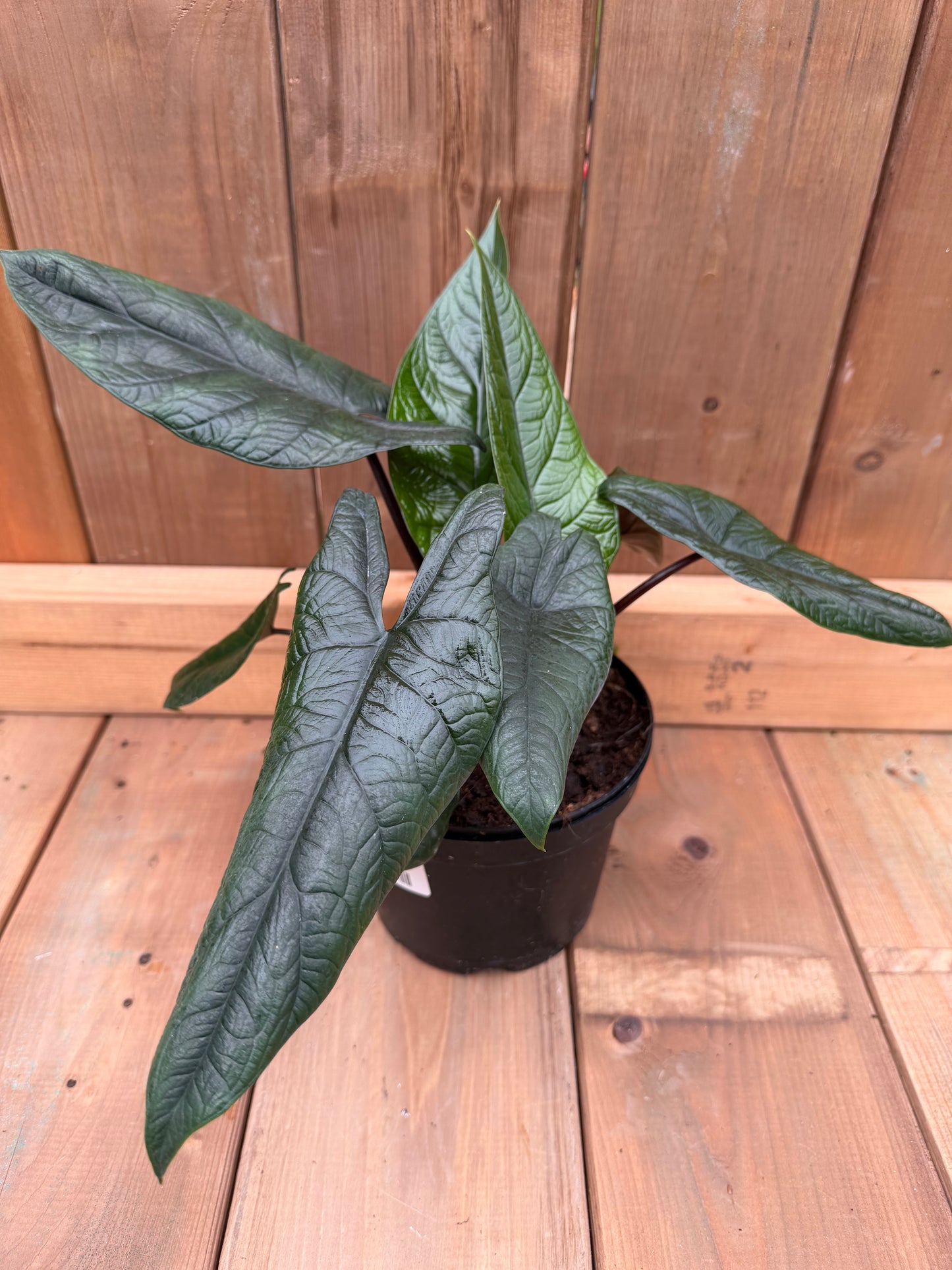 6" Alocasia scalprum