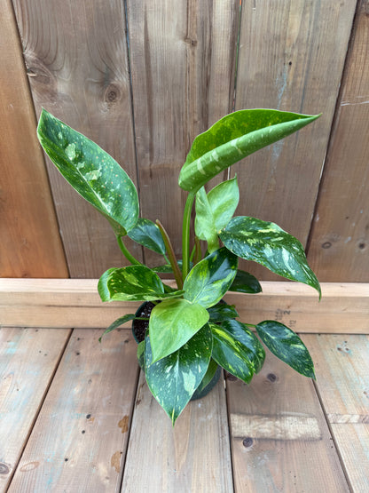 6" Philodendron Green Congo Nuclear