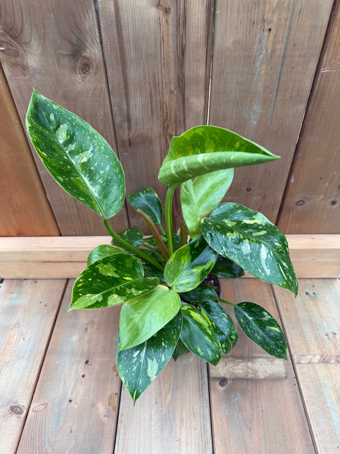 6" Philodendron Green Congo Nuclear