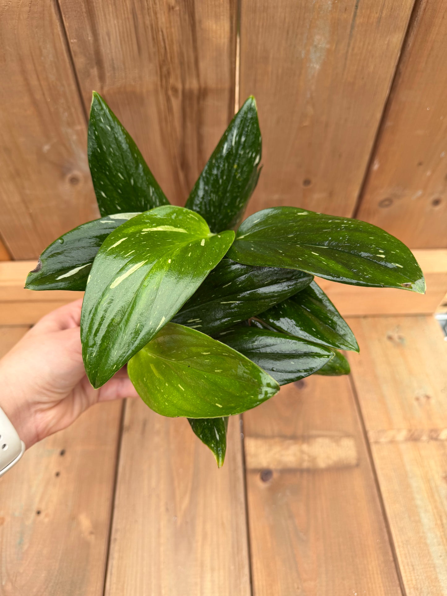 6" Monstera standleyana