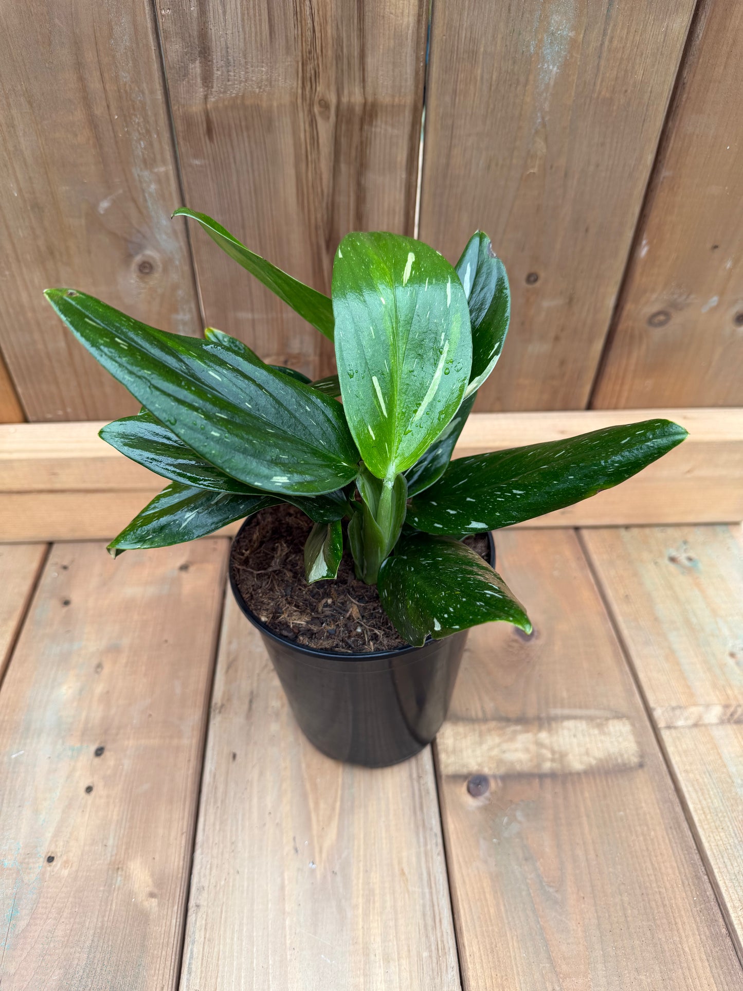6" Monstera standleyana