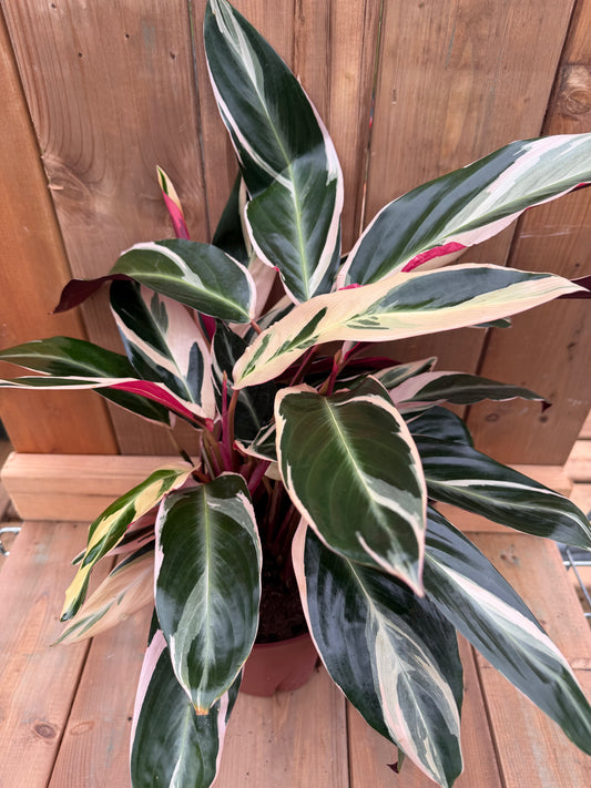 8" Stromanthe Triostar