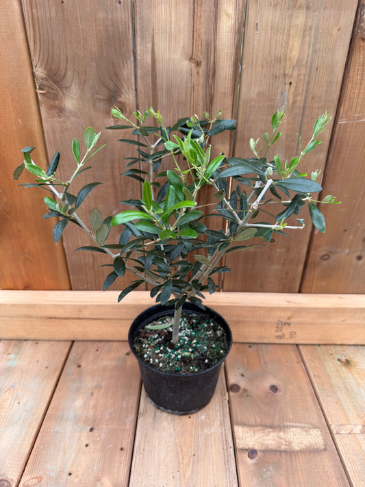 6" Olive