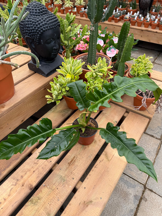 6" Philodendron Narrow Escape