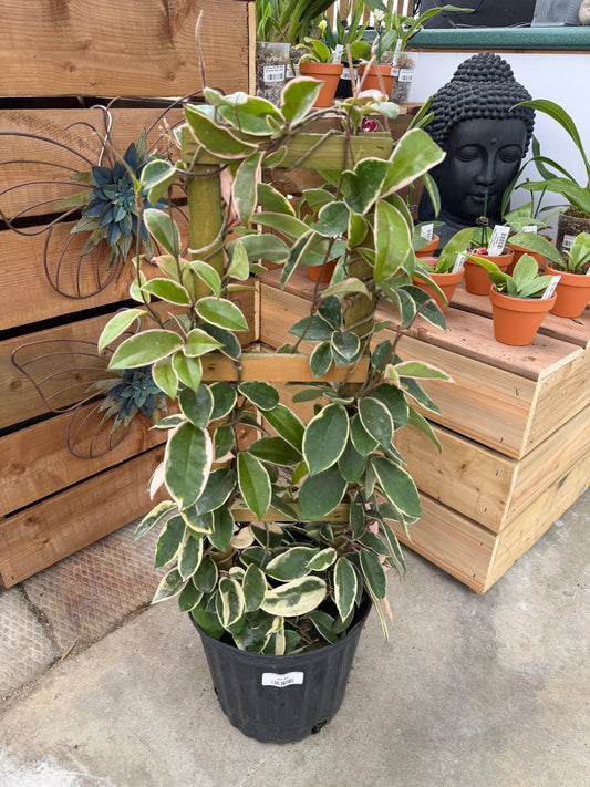 10" Hoya Krimson Queen (trellis)