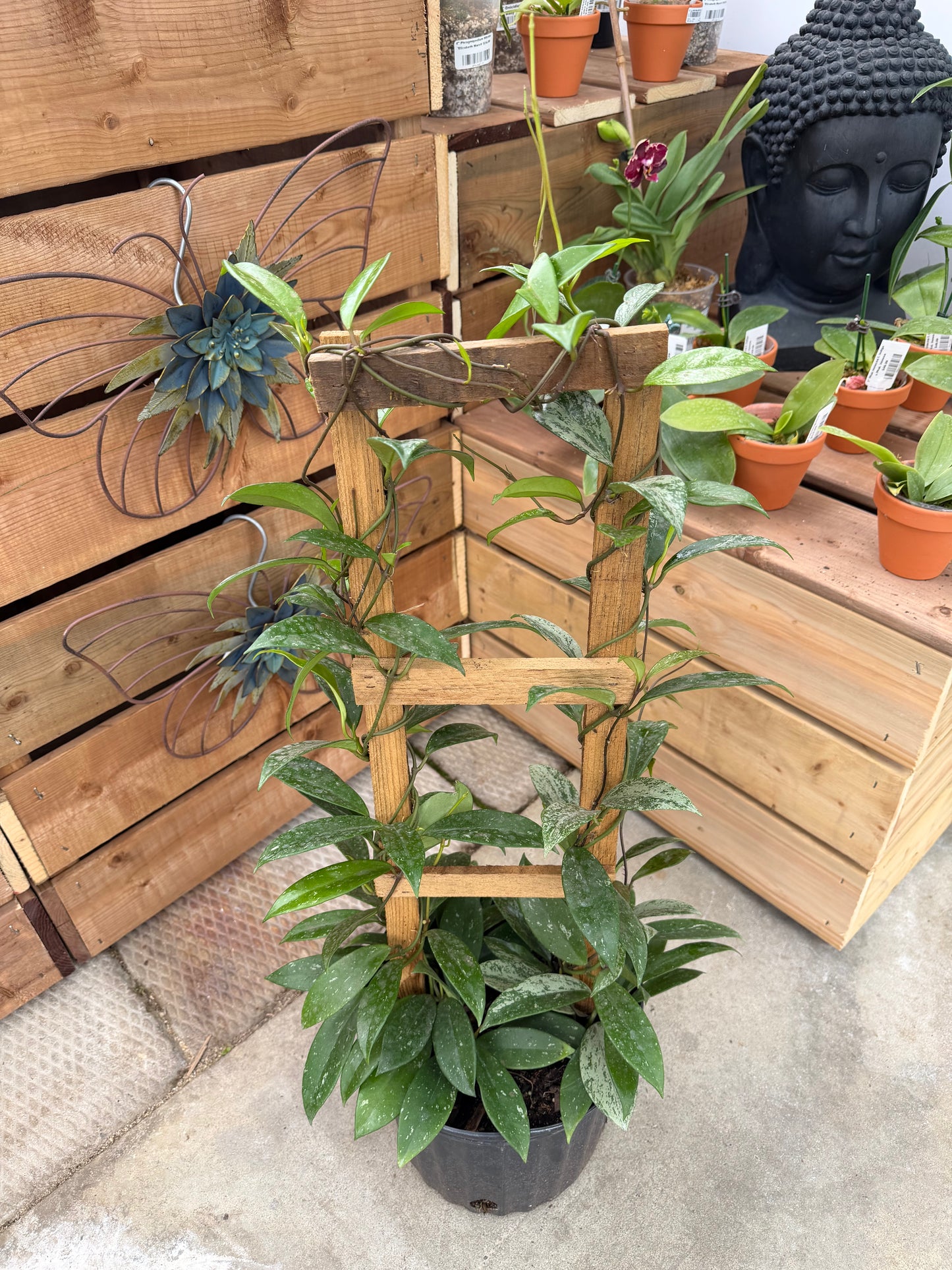 10" Hoya pubicalyx (trellis)