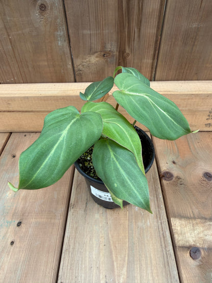 4" Philodendron gloriossum