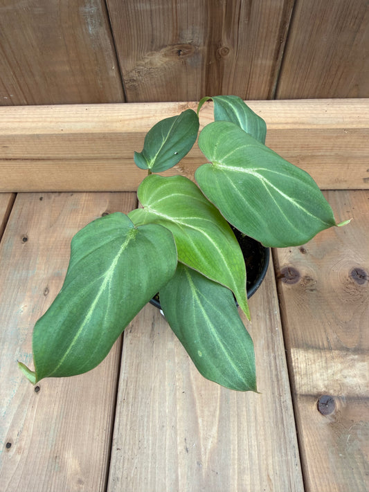 4" Philodendron gloriossum