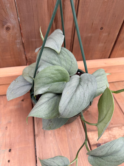 6" HB Scindapsus Java Platinum