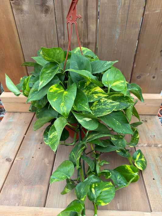 8" HB Pothos 'Golden'