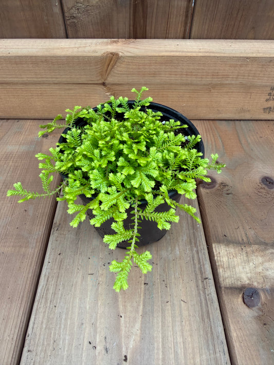 4" Club Moss