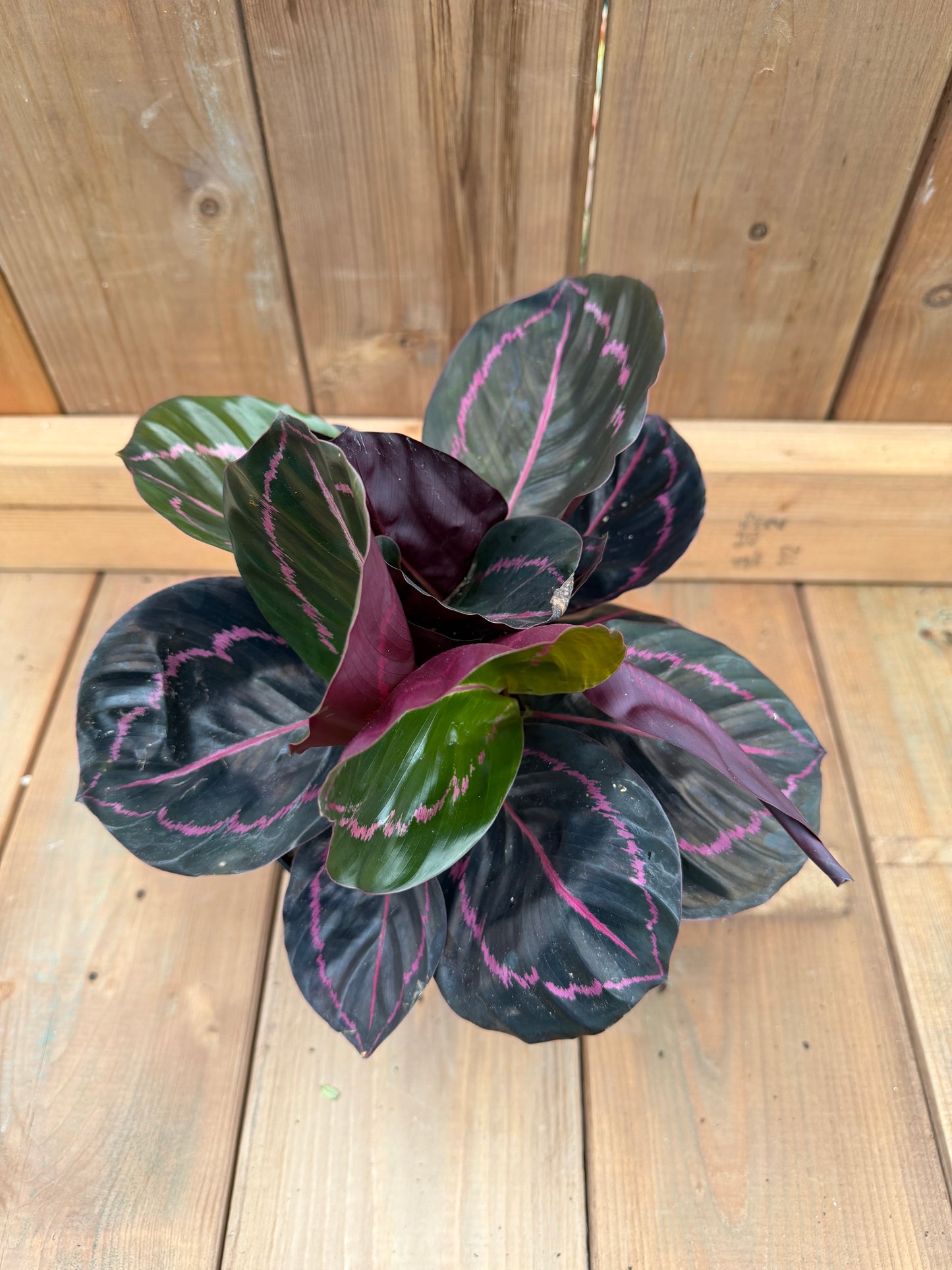6" Calathe 'Dottie'