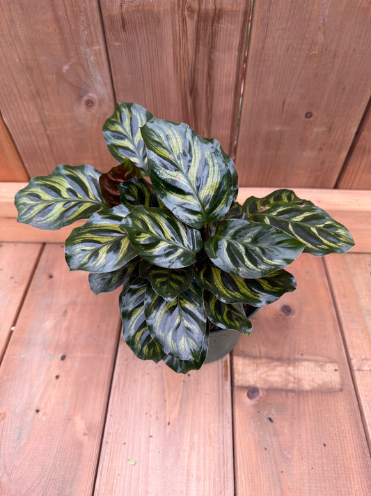 6" Calathea makoyanna