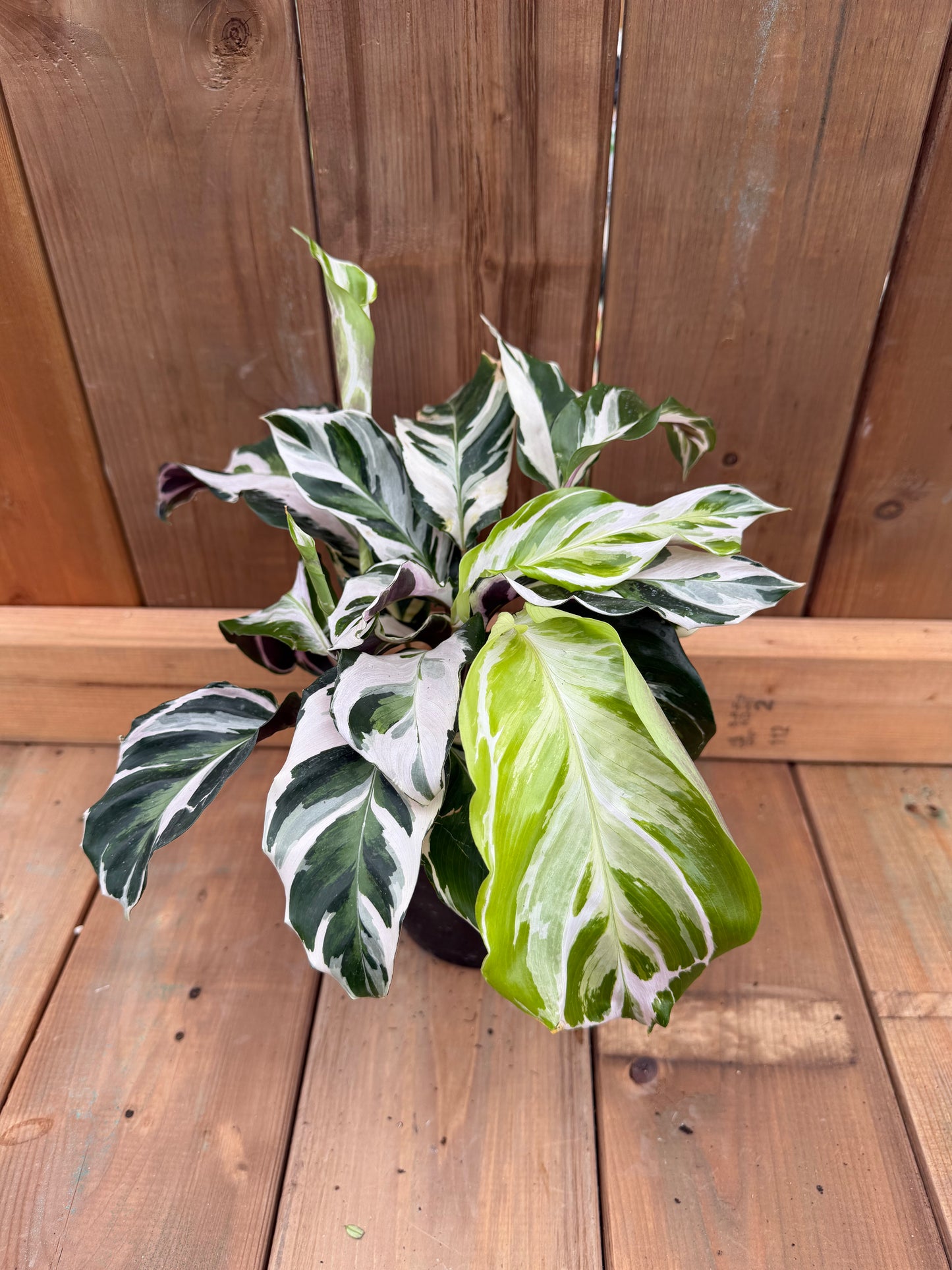 6" Calathea 'Stella'