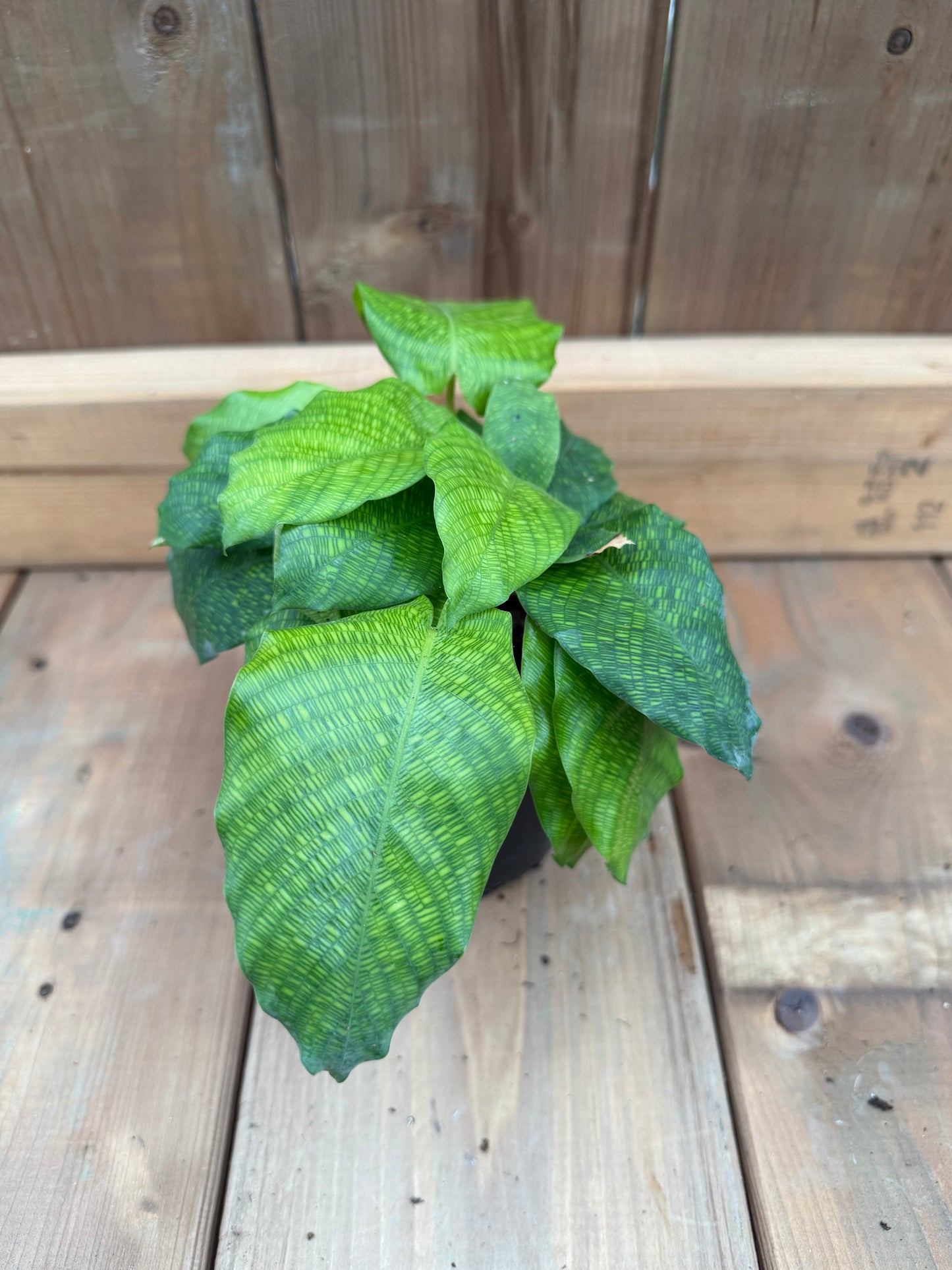 4" Calathea 'Network'