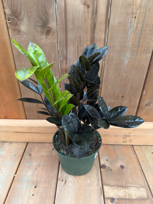 6" ZZ Plant 'Raven'