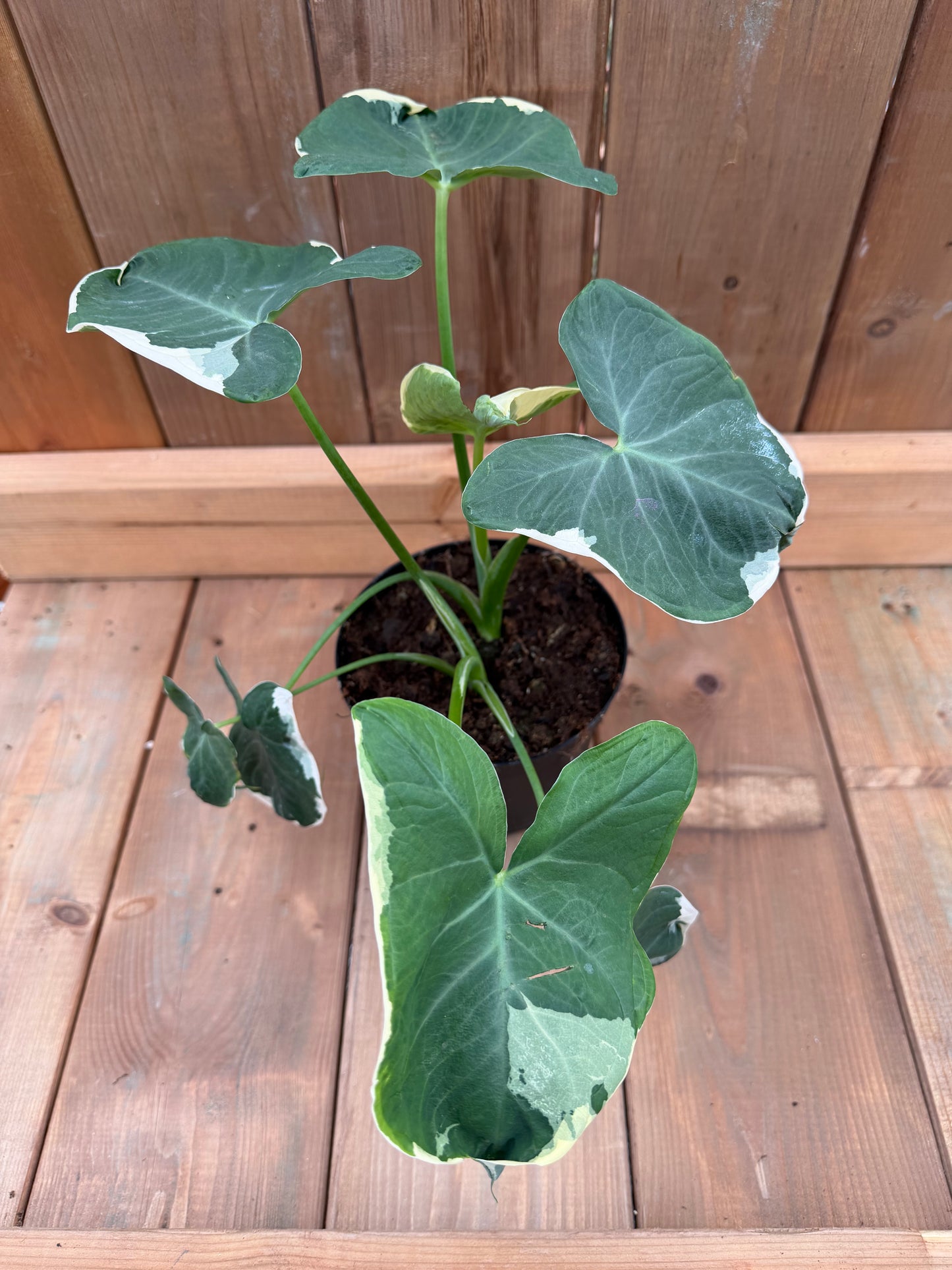 6" Alocasia 'Mickey Mouse Var'