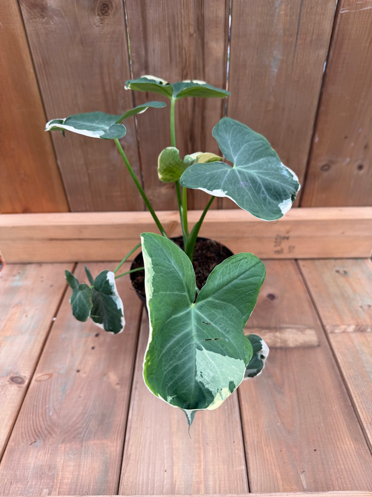 6" Alocasia 'Mickey Mouse Var'