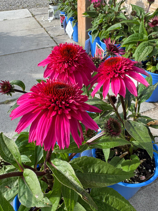 Echinacea 'Double Scoop Watermelon Deluxe' 1gal
