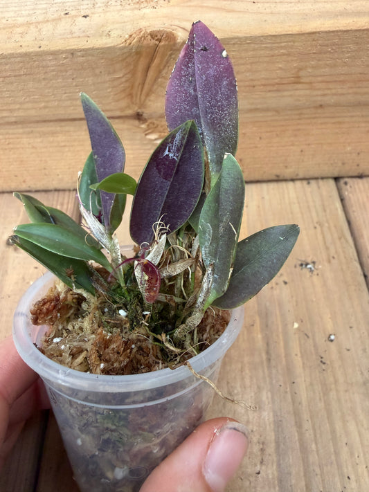 2" Restrepia howei