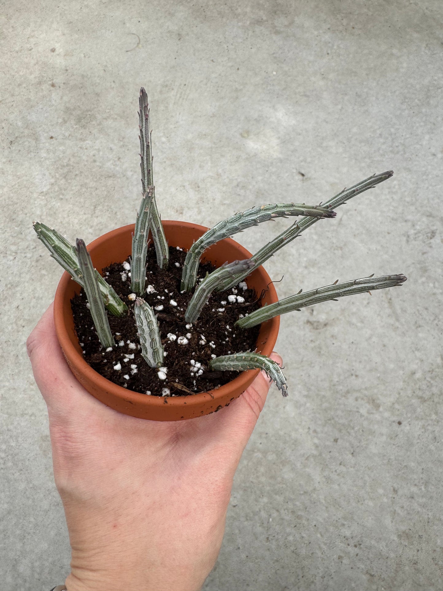3" Senecio stapliiformis