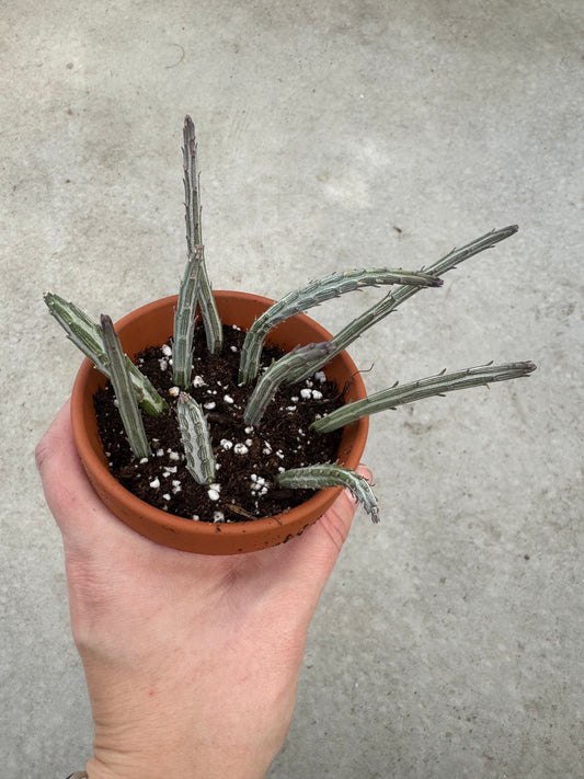 3" Senecio stapliiformis