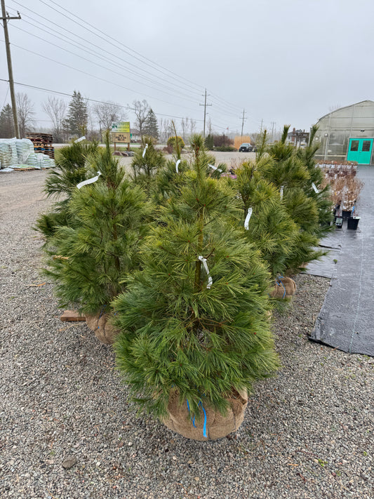 White Pine