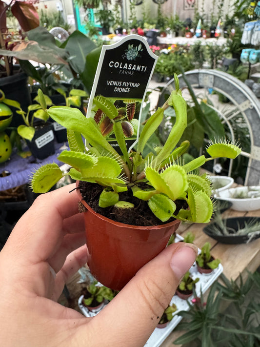 2.25" Venus Fly Trap