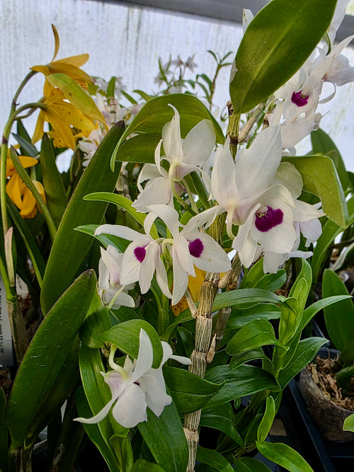 Orchids