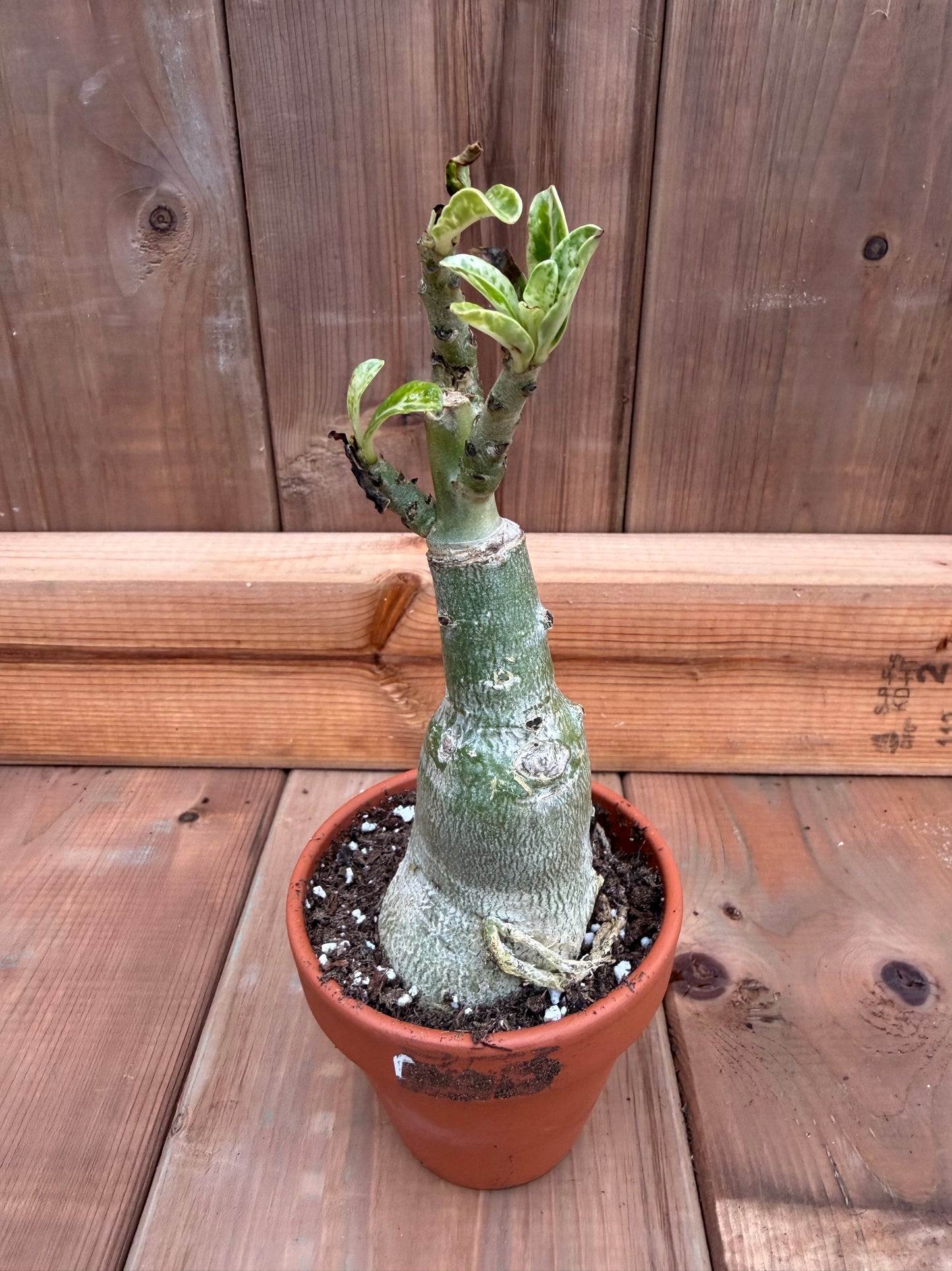3" terracotta Adenium obesum 'Buckingham'