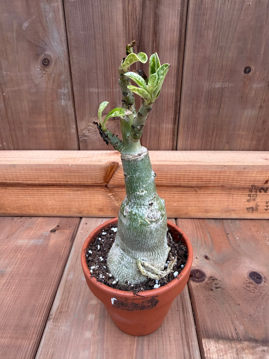 3" terracotta Adenium obesum 'Buckingham'