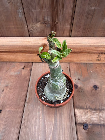 3" terracotta Adenium obesum 'Buckingham'
