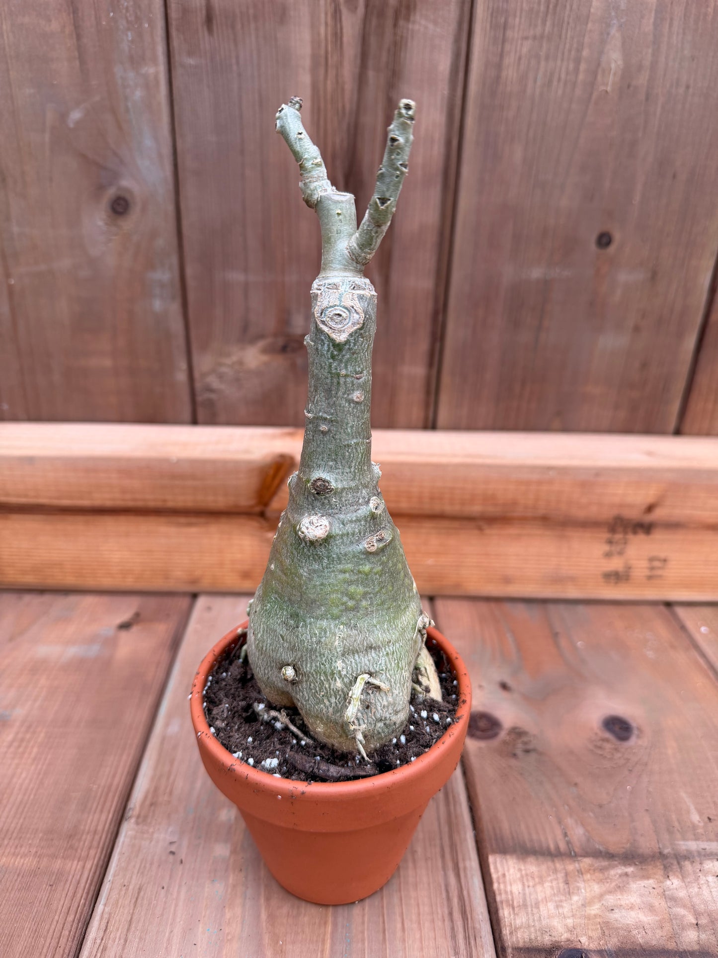 3" terracotta Adenium obesum ' Red Pomelo'