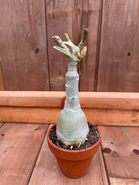 3" terracotta Adenium obesum ' Icing on the Cake'