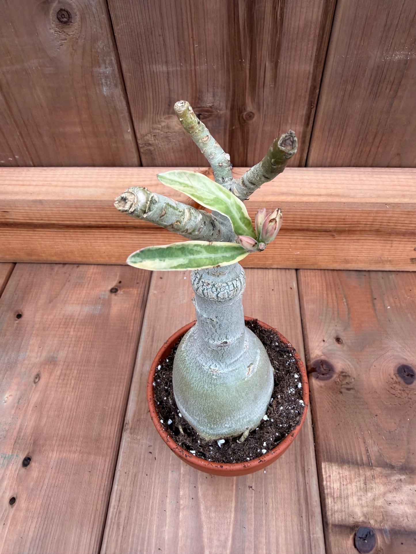 3" terracotta Adenium obesum ' Icing on the Cake'