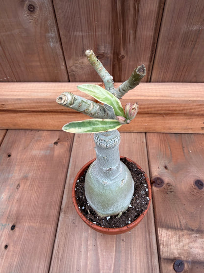 3" terracotta Adenium obesum ' Icing on the Cake'