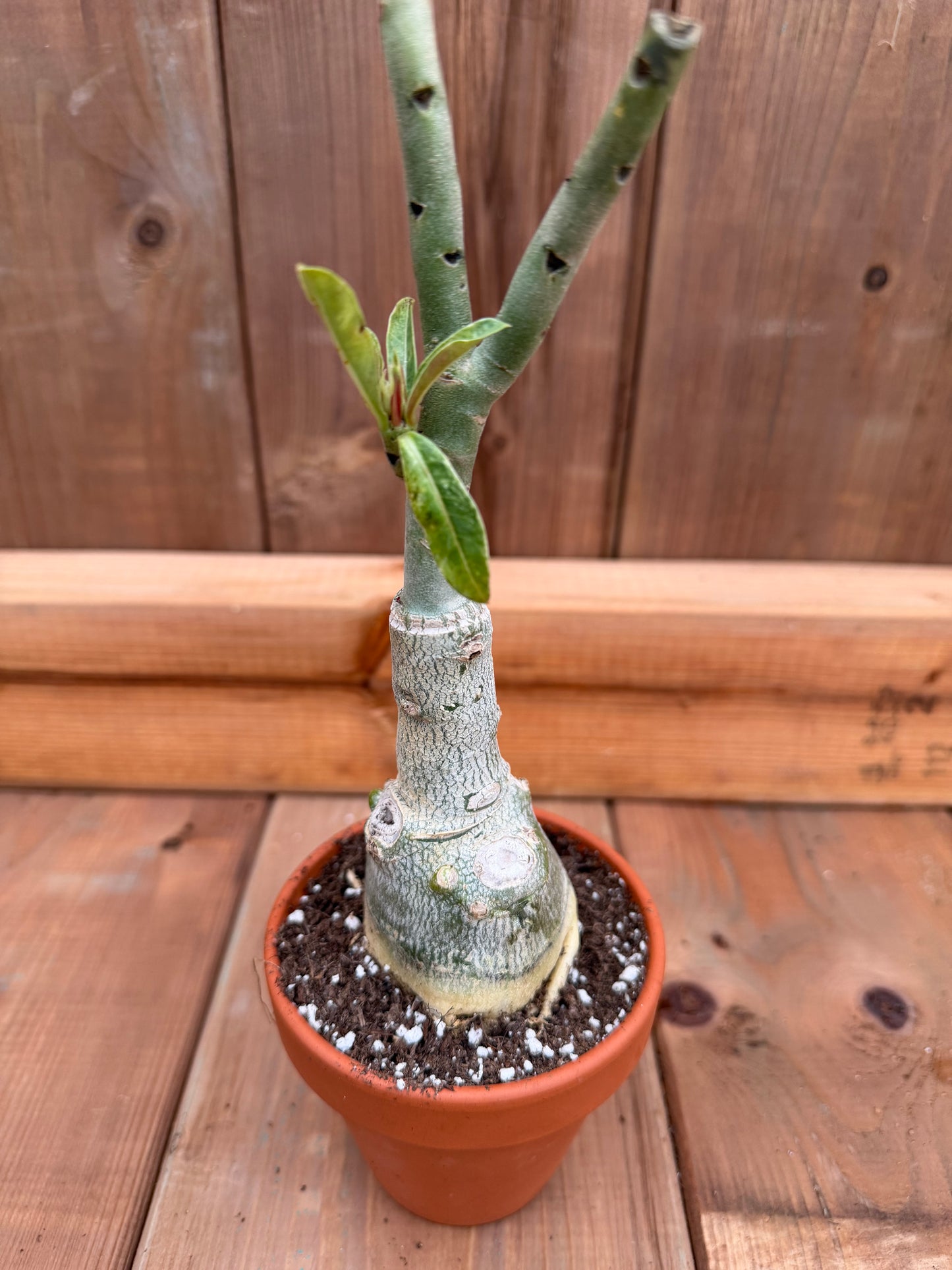 3" terracotta Adenium obesum 'Speckled Butterfly'