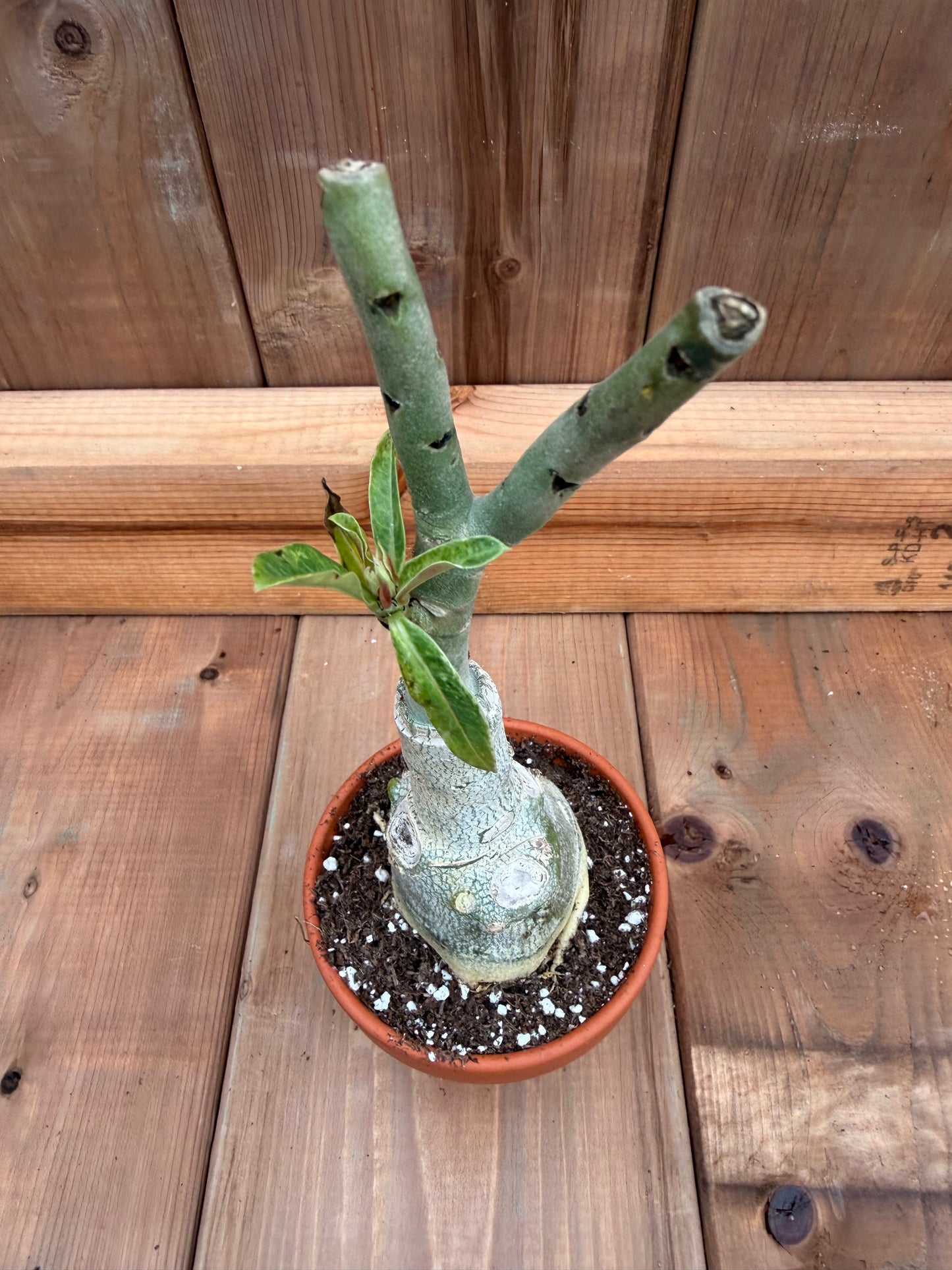3" terracotta Adenium obesum 'Speckled Butterfly'