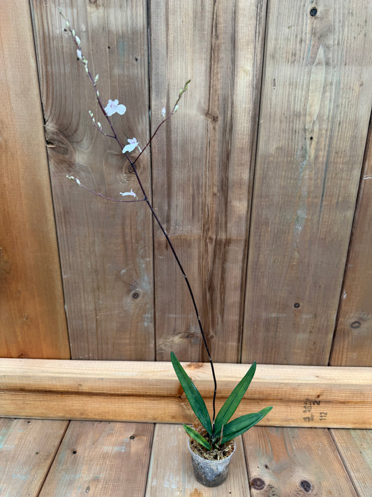 3" Oncidium lopopsis utriculariodes