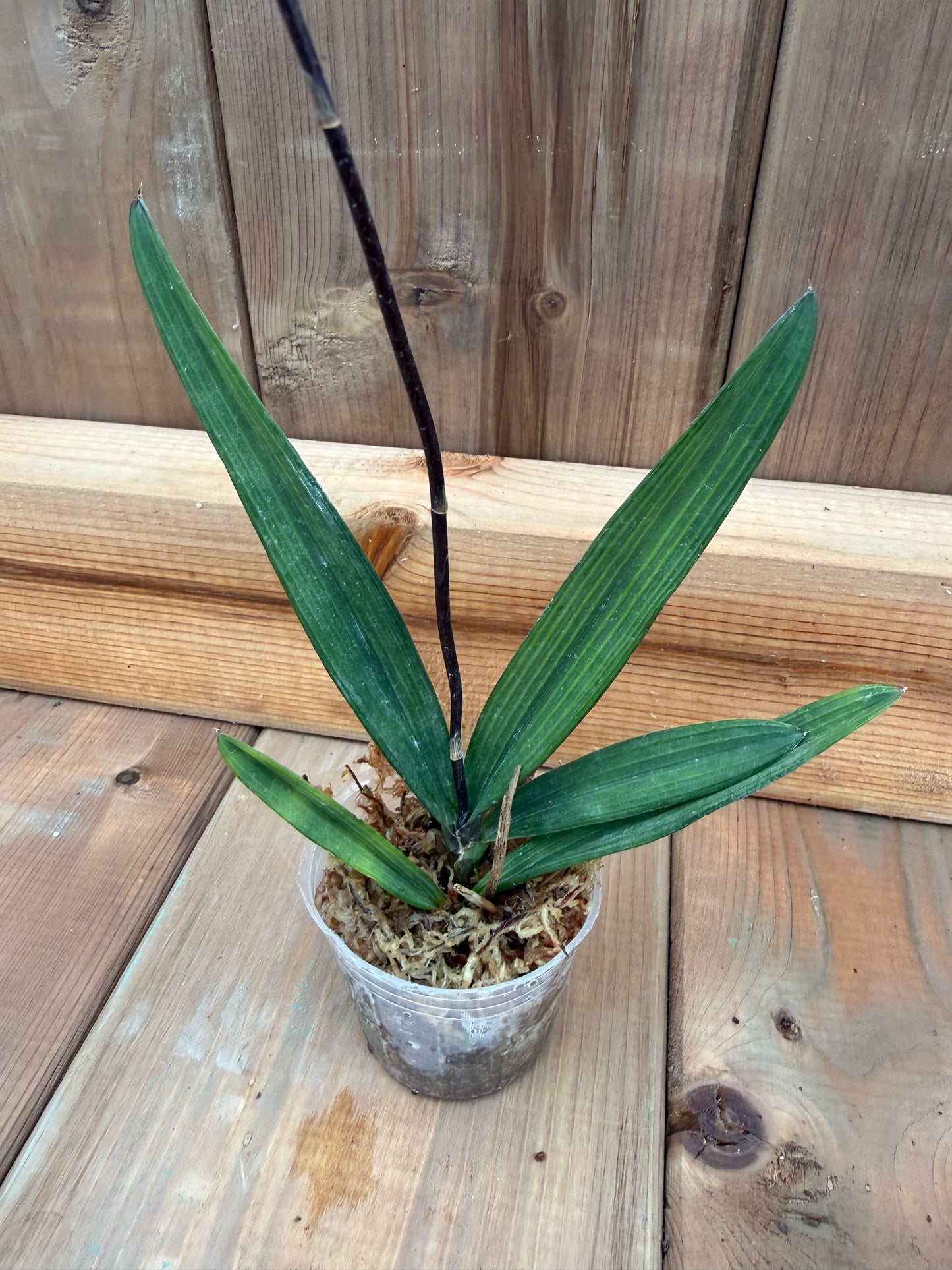 3" Oncidium lopopsis utriculariodes